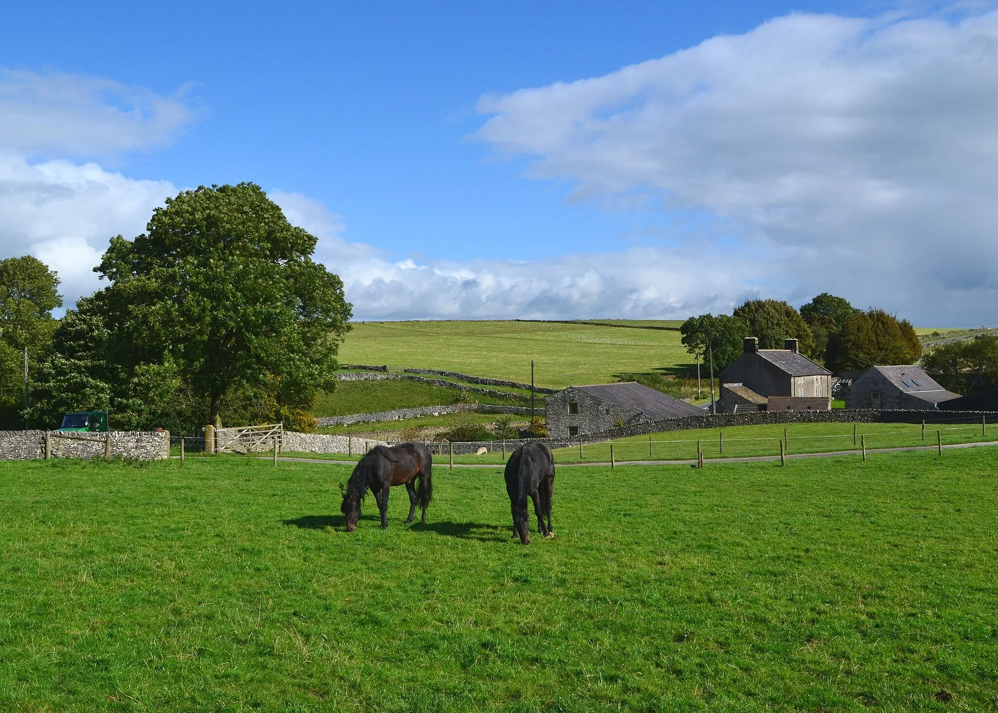 Photo showing: Pikehall - horses grazing near Holly Bush Farm