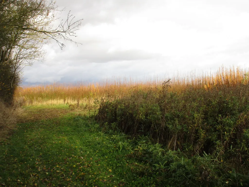 Photo showing: Biofuel plantation