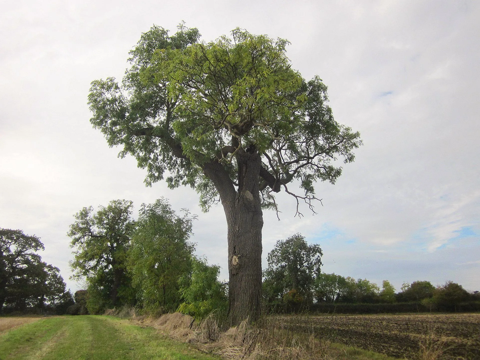 Photo showing: Ash near Colston Bassett