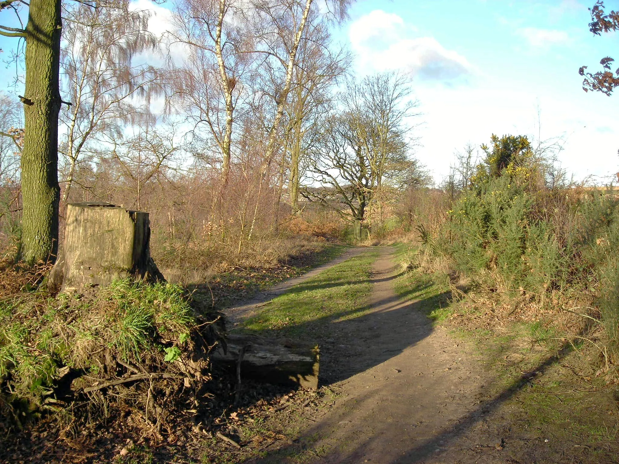 Photo showing: Black Scotch Lane skirting Harlow Wood