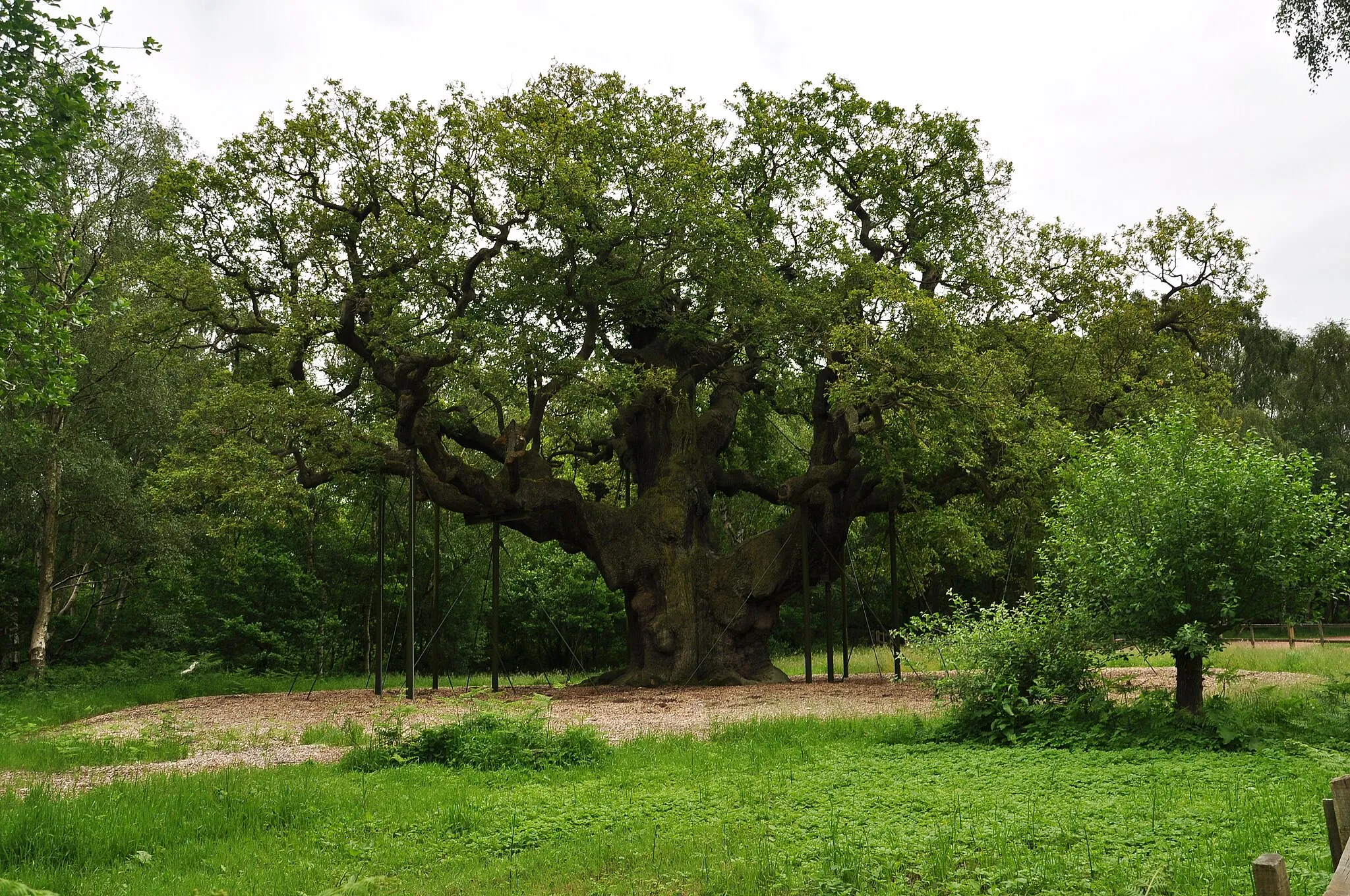 Photo showing: Major Oak