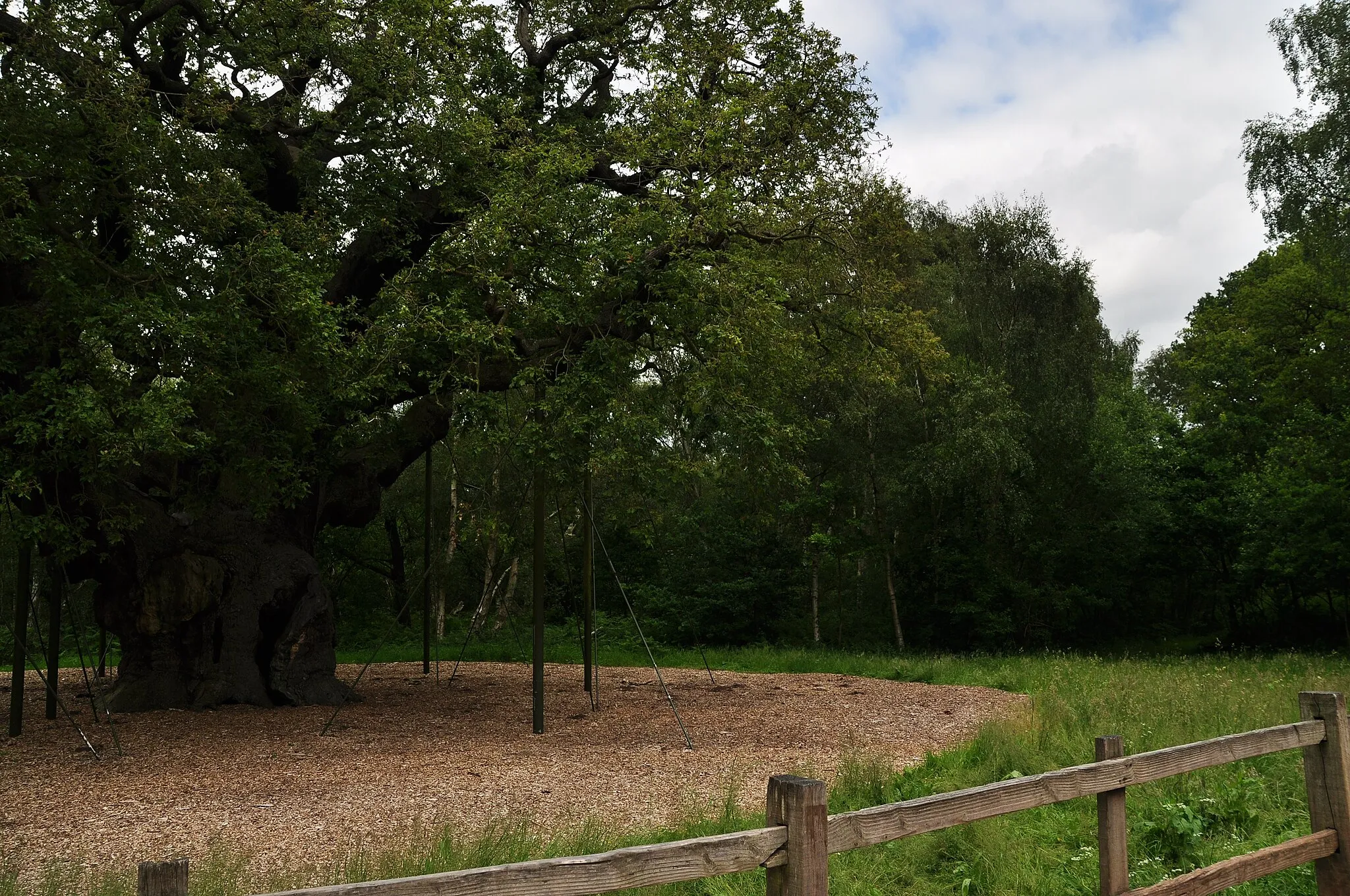 Photo showing: Major Oak