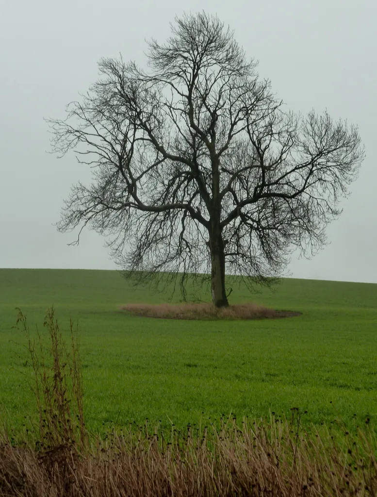 Photo showing: A tree in a large field