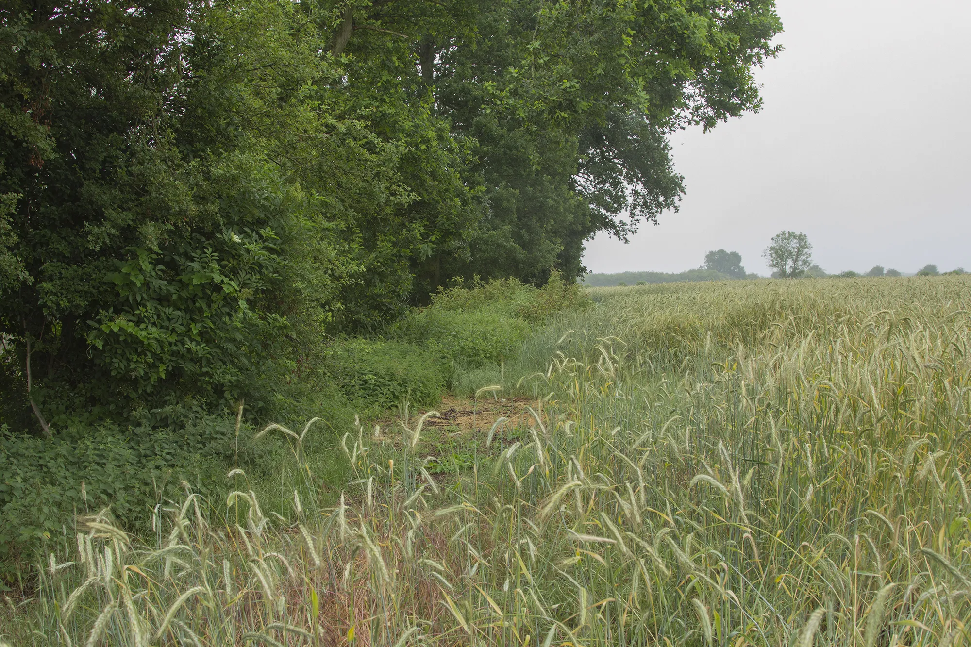 Photo showing: A field of Barley