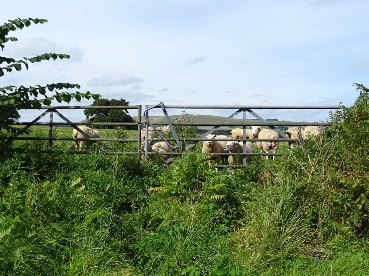 Photo showing: A field of sheep