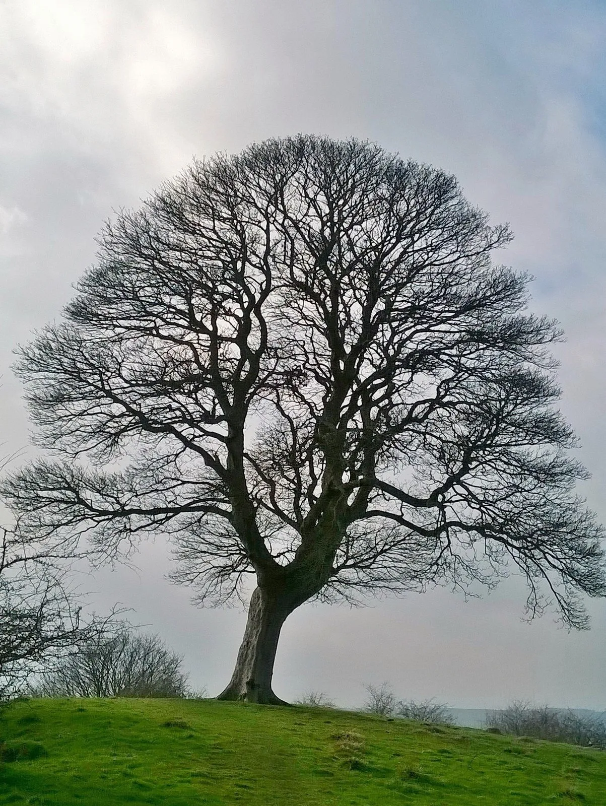 Photo showing: Tree on Oker Hill