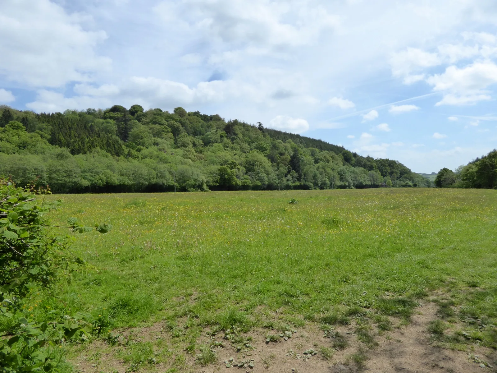 Photo showing: Woodland on Pixton Hill