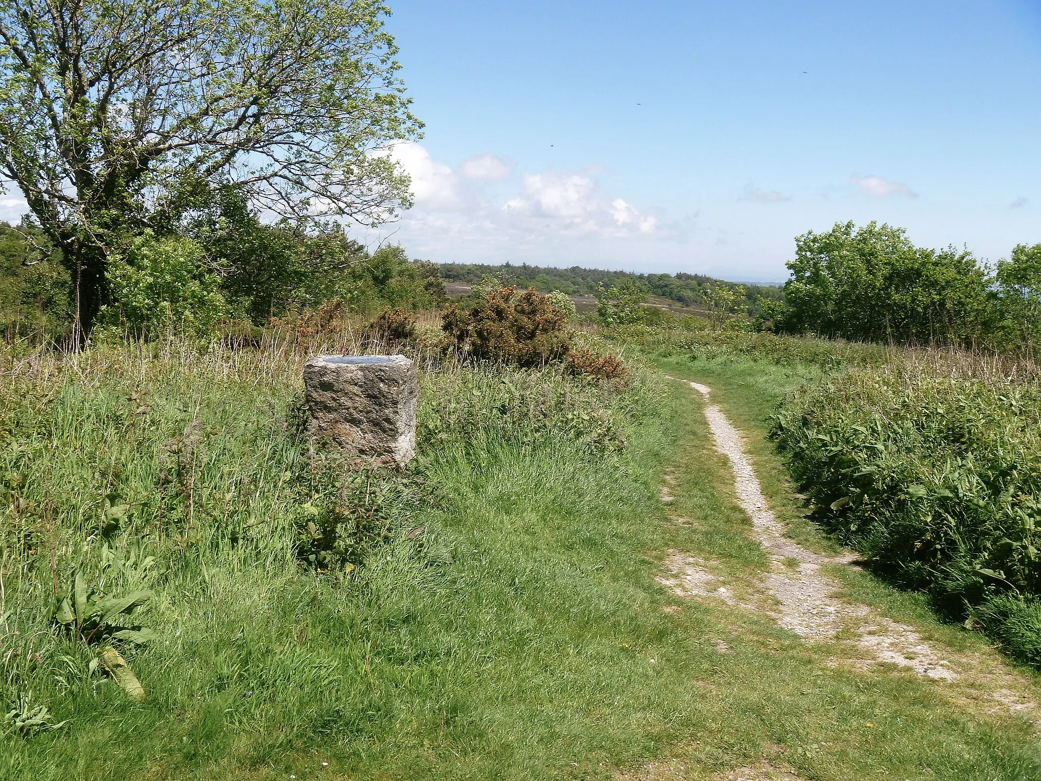 Photo showing: Little Haldon [2]