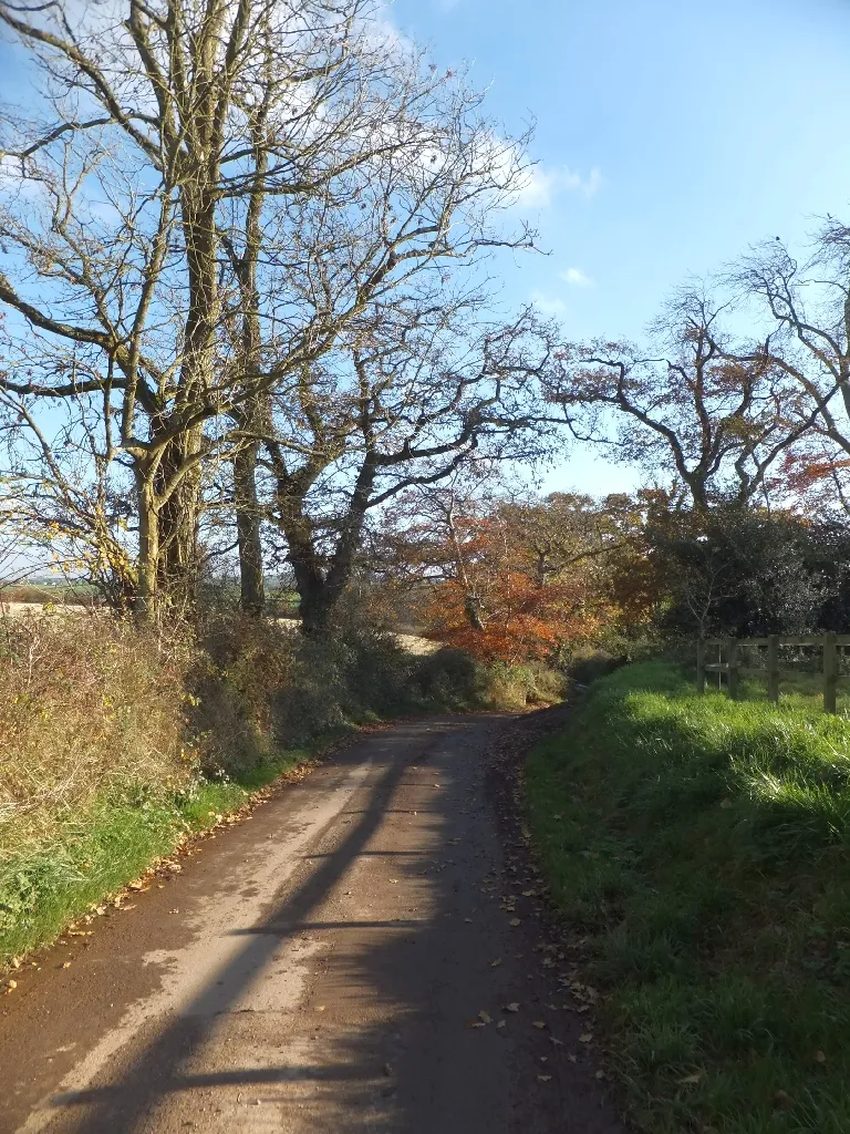 Photo showing: Bare trees and autumn leaves at Baron's Wood