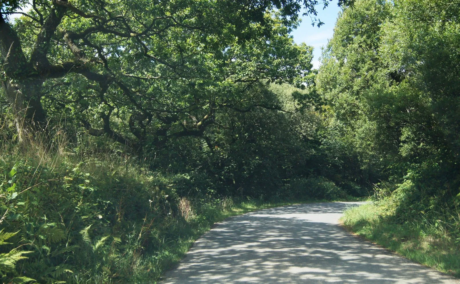 Photo showing: Country lane near Sanders Cross