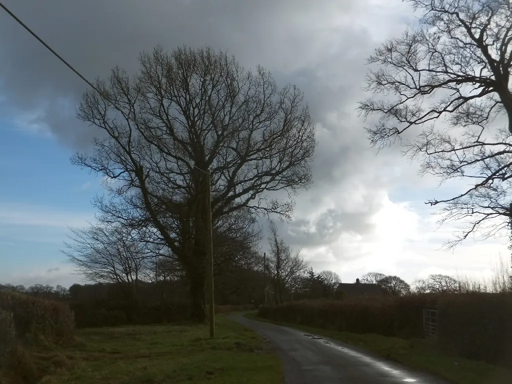 Photo showing: Bare trees near Newcot Cross