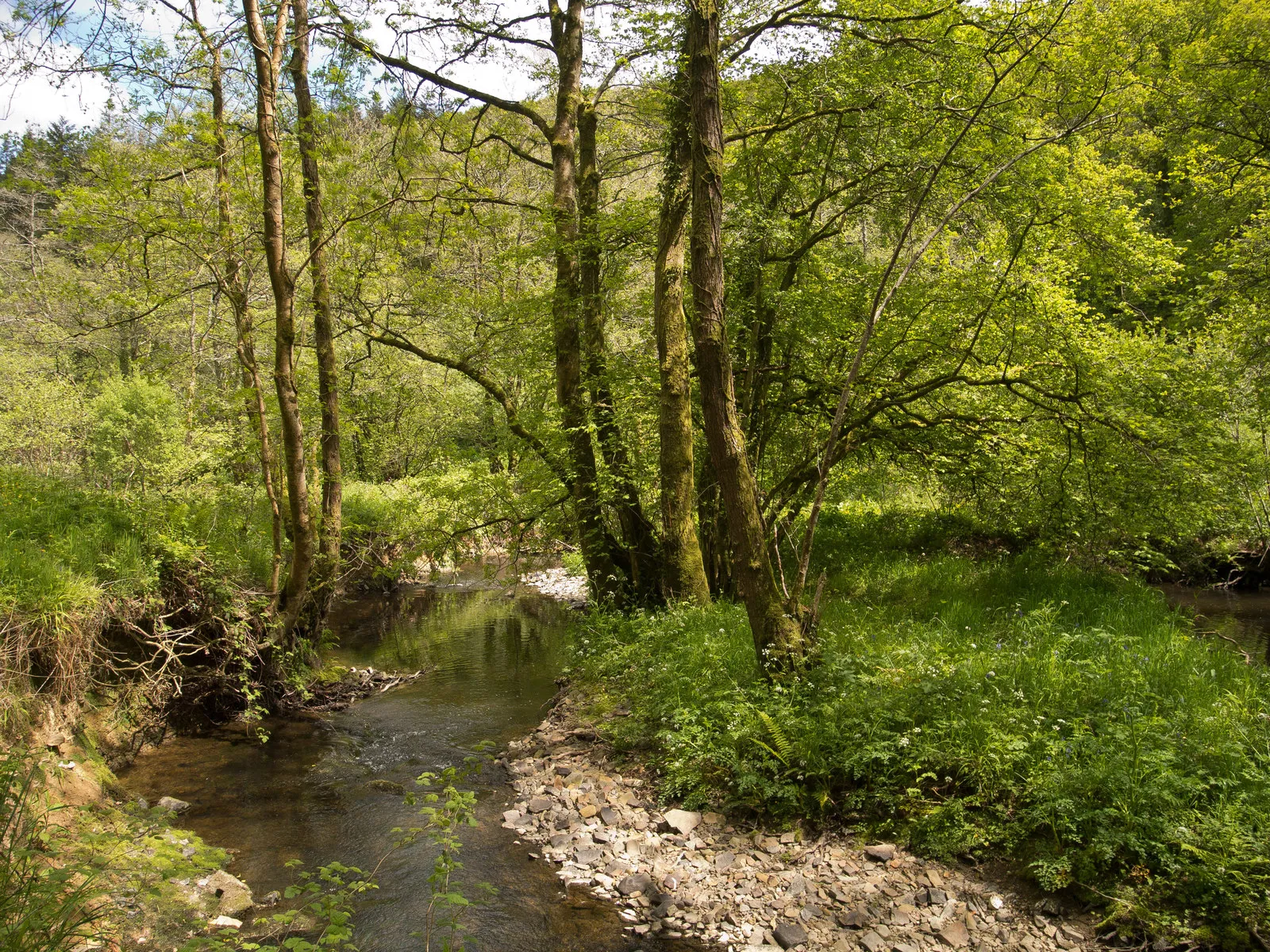 Photo showing: A stream in Halmstow Wood