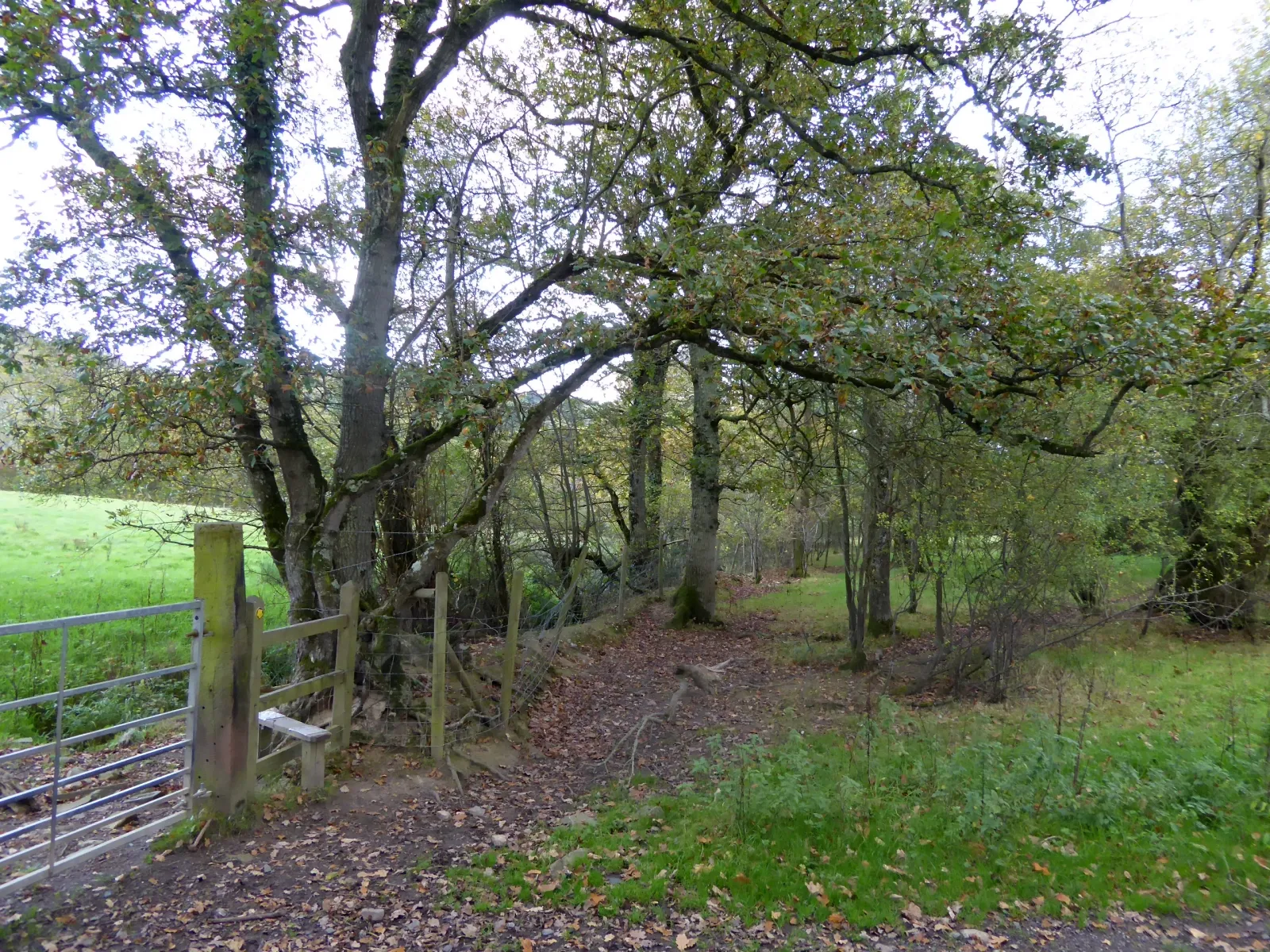 Photo showing: A hedgebank near Lapford Cross
