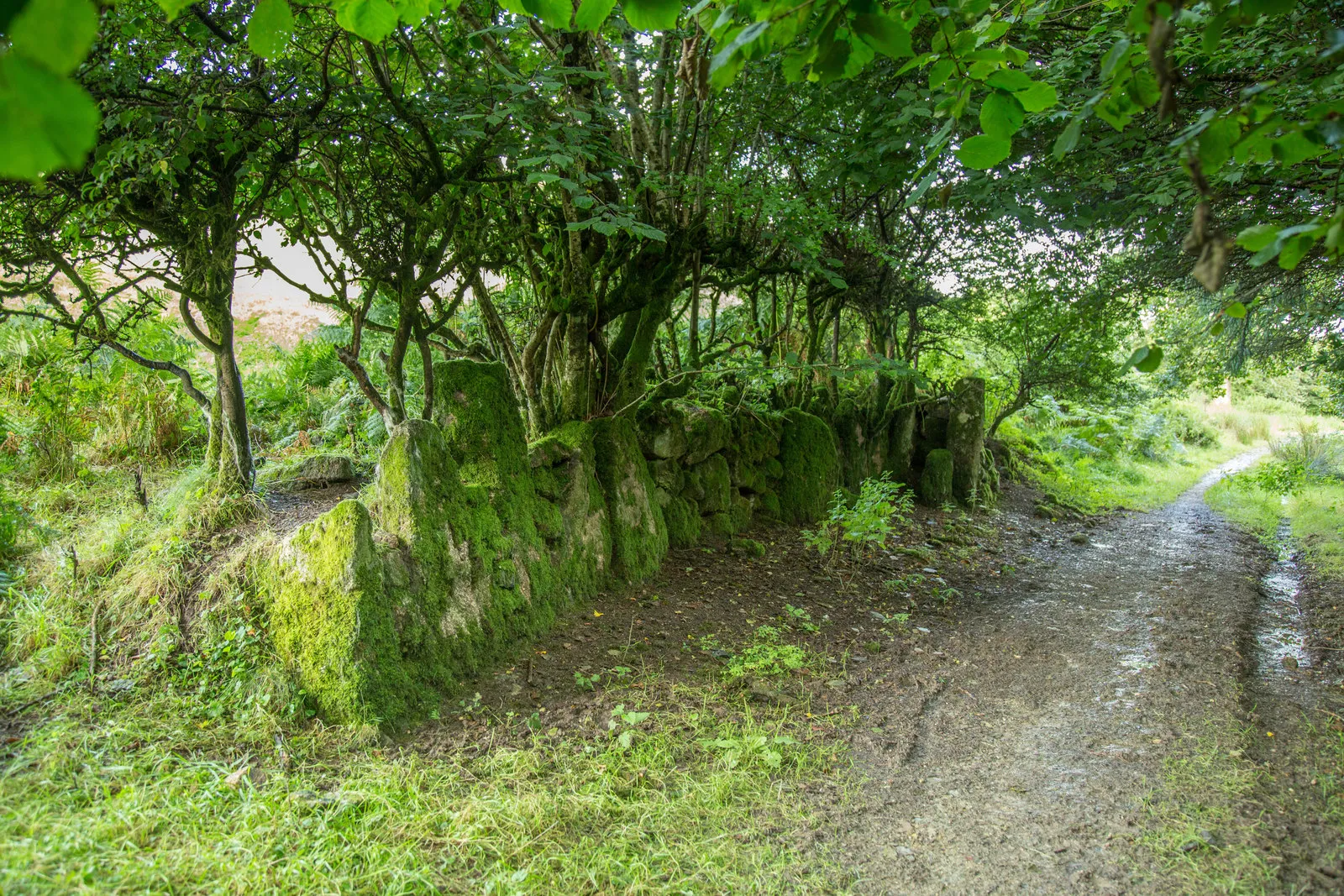 Photo showing: Footpath to Lovaton