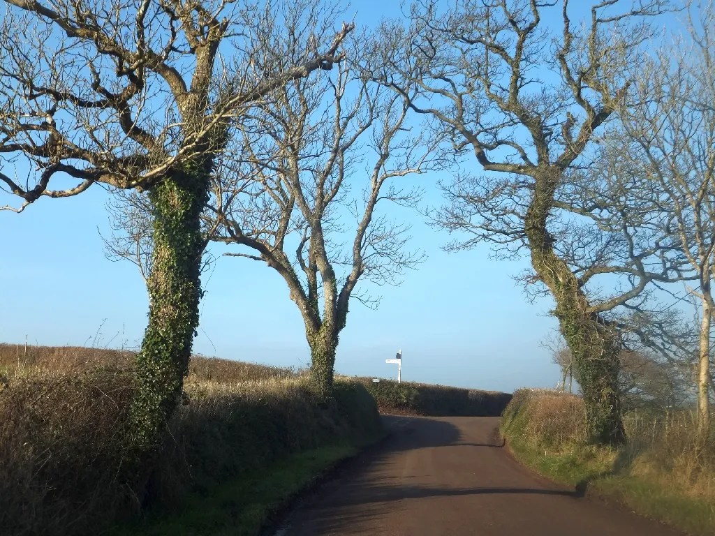 Photo showing: Bare trees at Post Box Cross