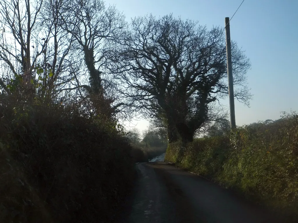 Photo showing: Bare trees on the road to Great Hayne