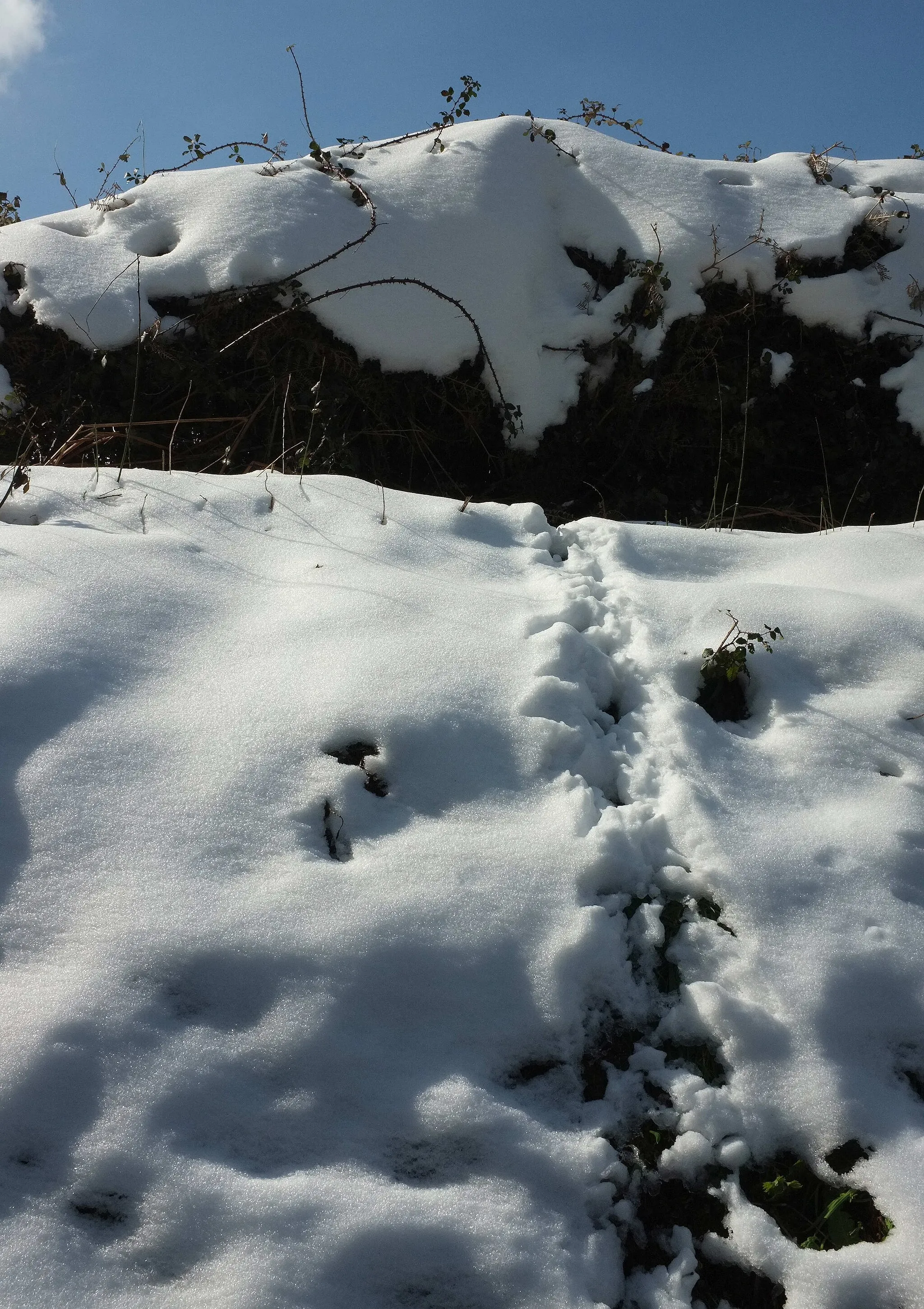 Photo showing: Animal track, Cockington valley