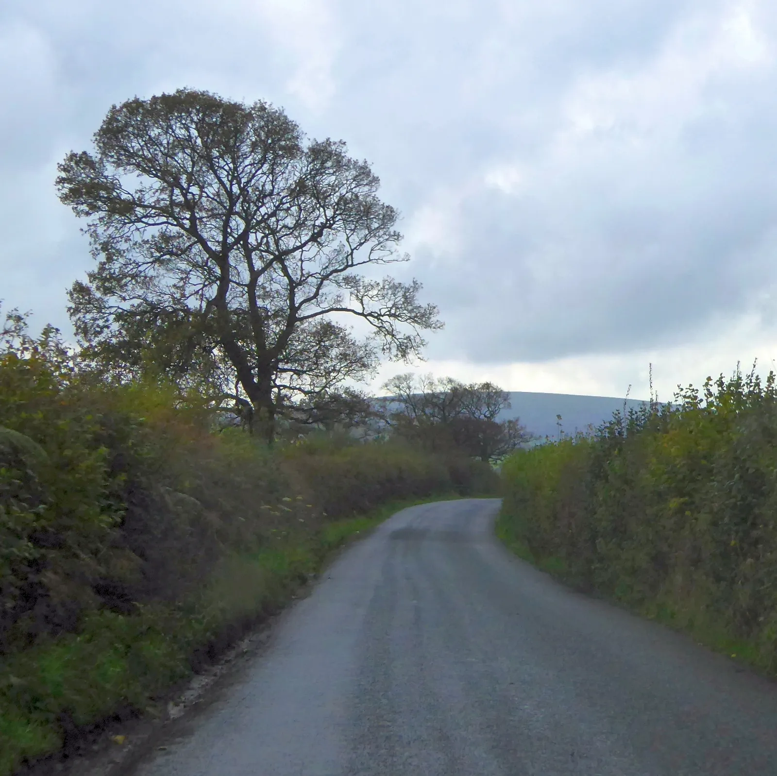 Photo showing: Bare tree with Cosdon Hill behind