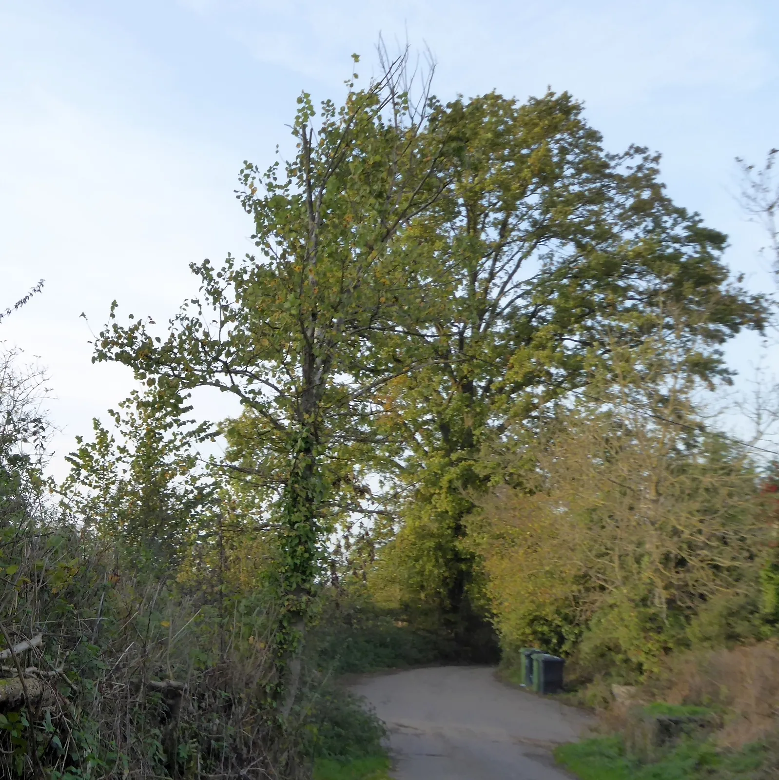Photo showing: A large tree at Robertsacre Farm