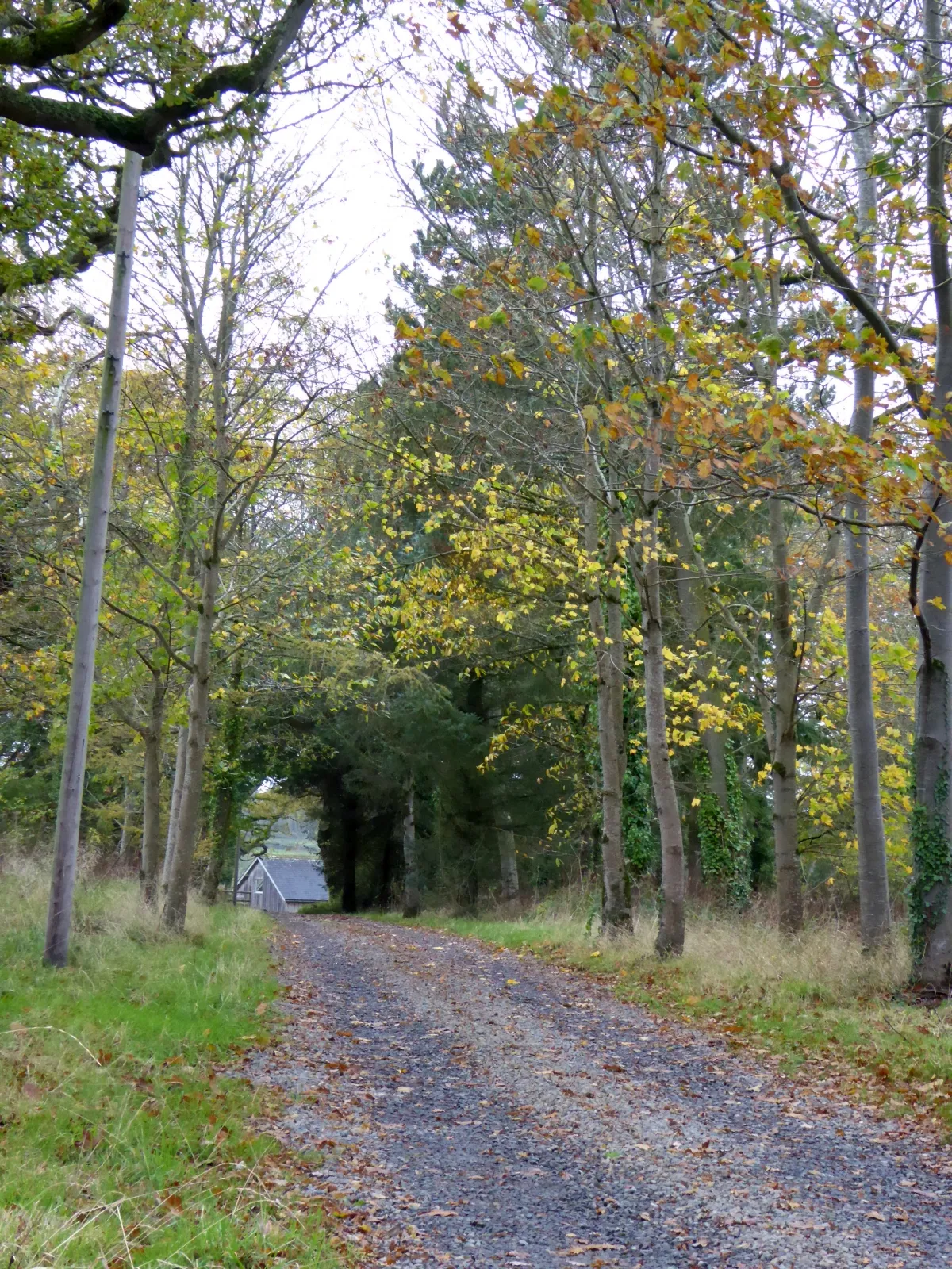 Photo showing: Avenue to Beer near Monkokehampton