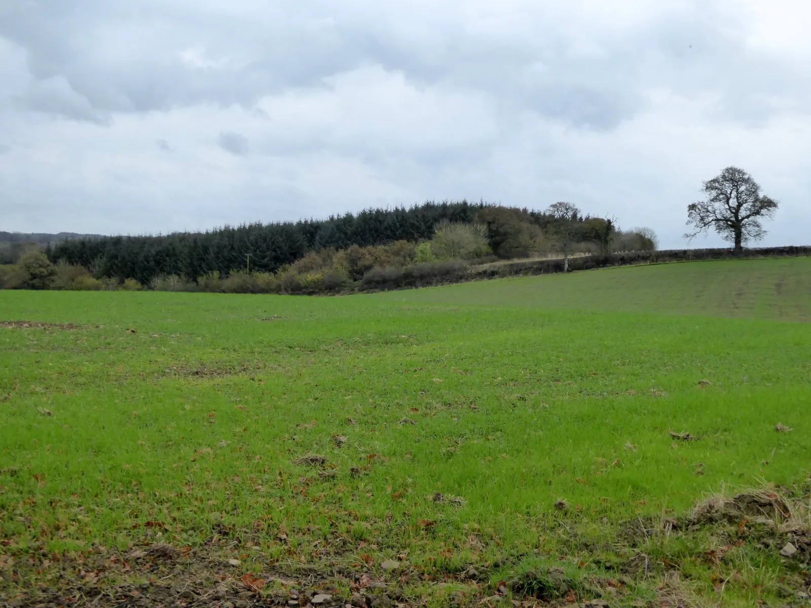 Photo showing: Field and woodland south of Monkokehampton