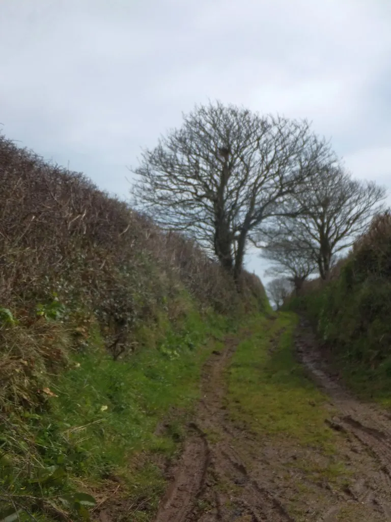 Photo showing: A muddy right of way north of Cole's Cross