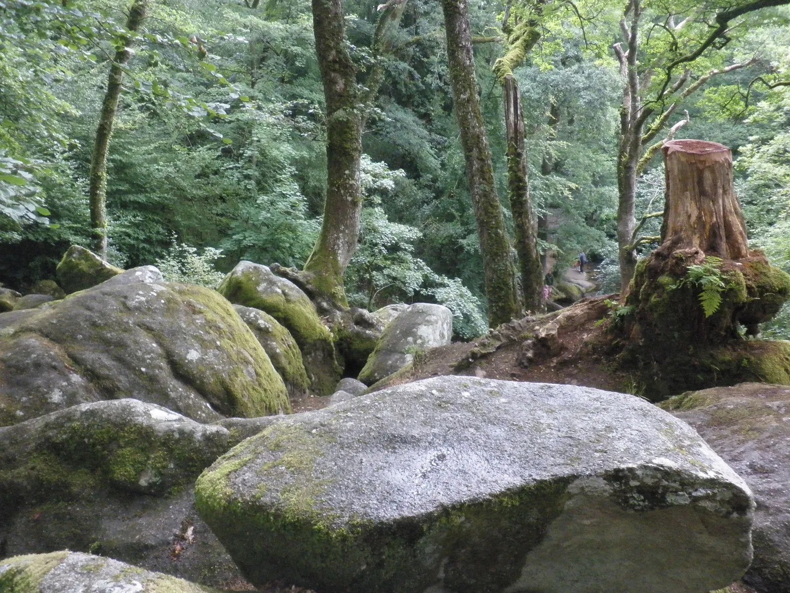 Photo showing: Boulders, above Becky Falls