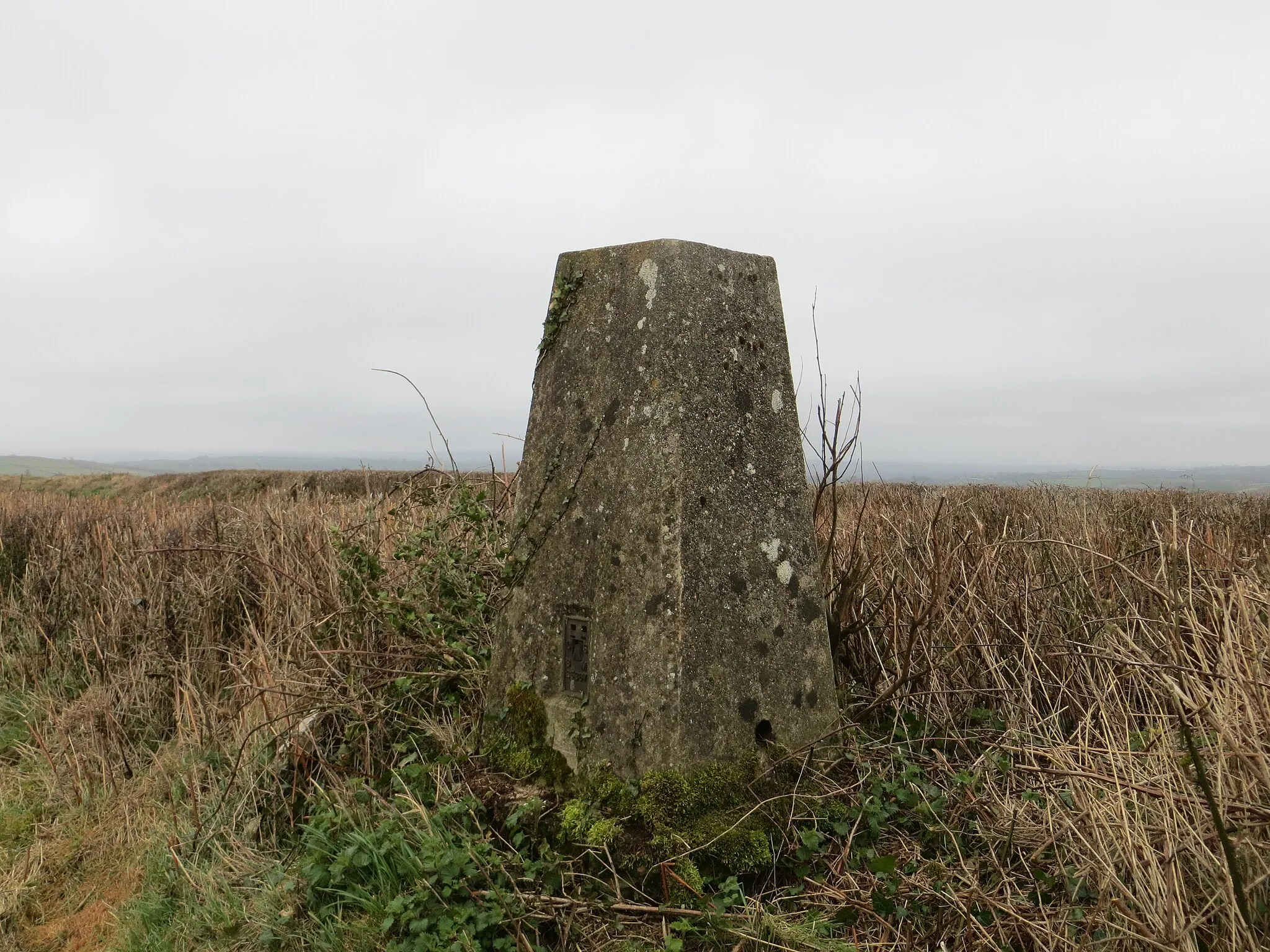 Photo showing: A hedge topping Triangulation Pillar near Berry Cross