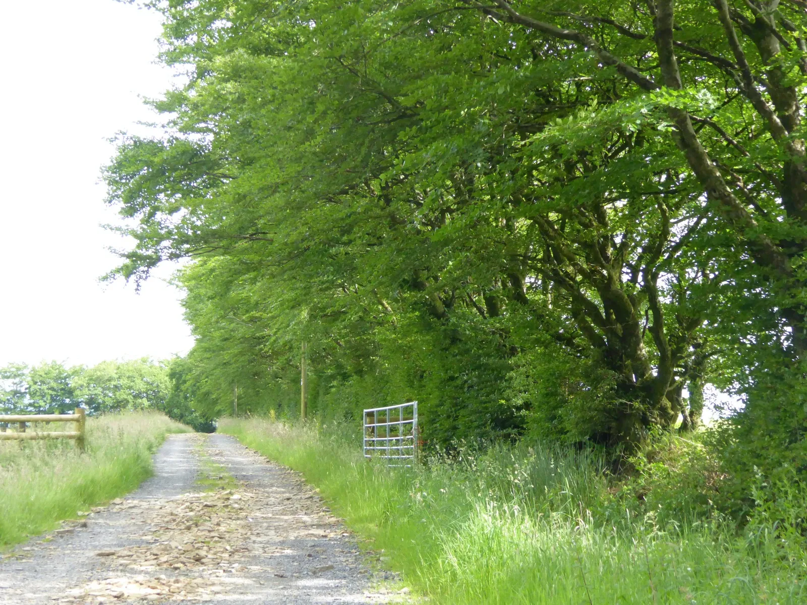 Photo showing: Access road to Rowden Farm