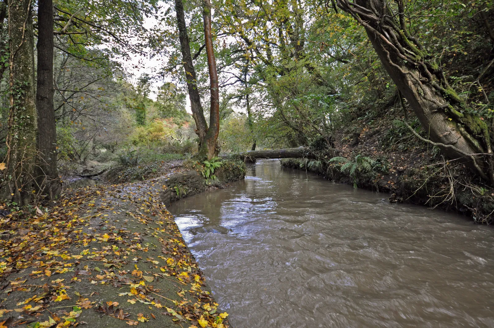 Photo showing: A drain enters Venn Stream to the left of the image