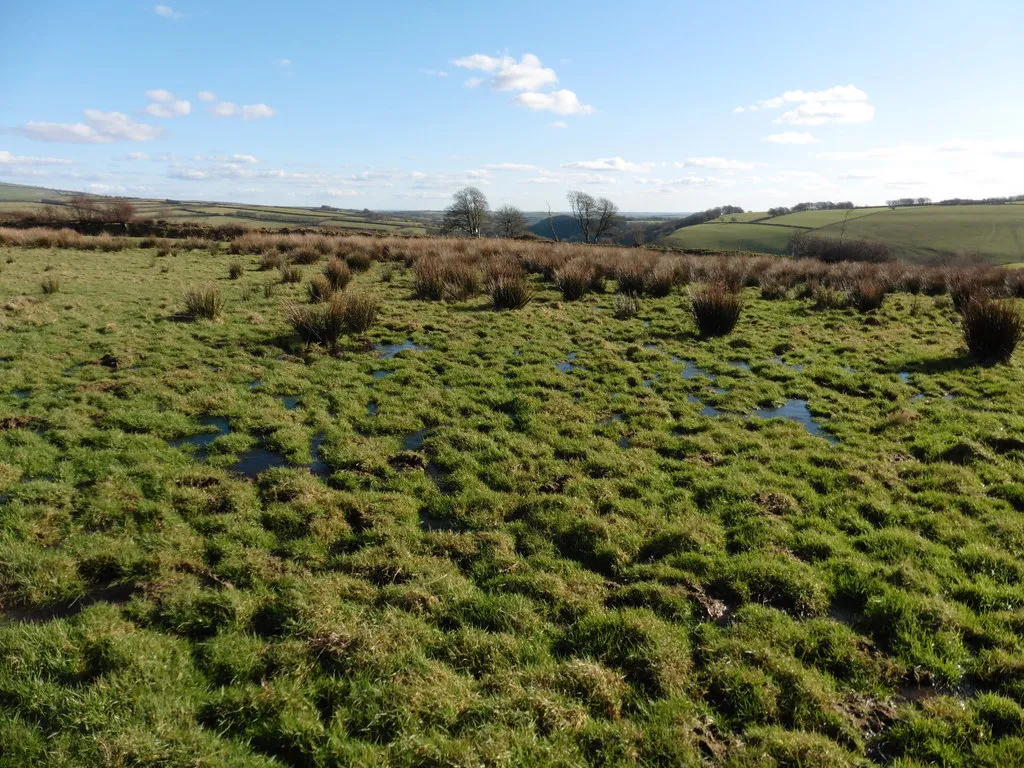 Photo showing: Boggy area on Bratton Down