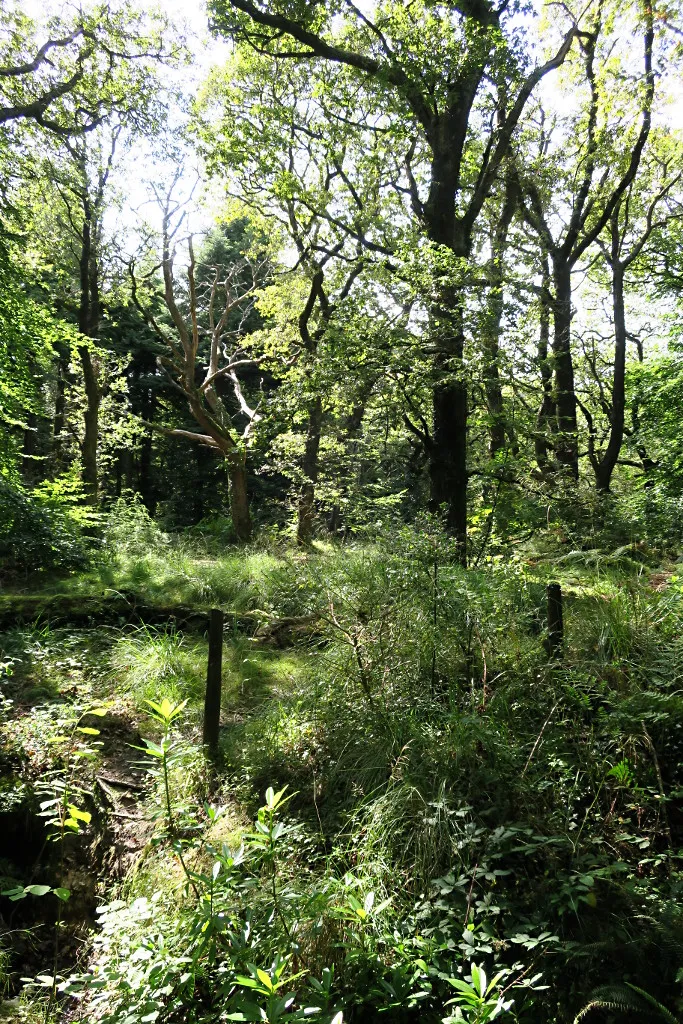 Photo showing: In the Woodland on Trinity Hill