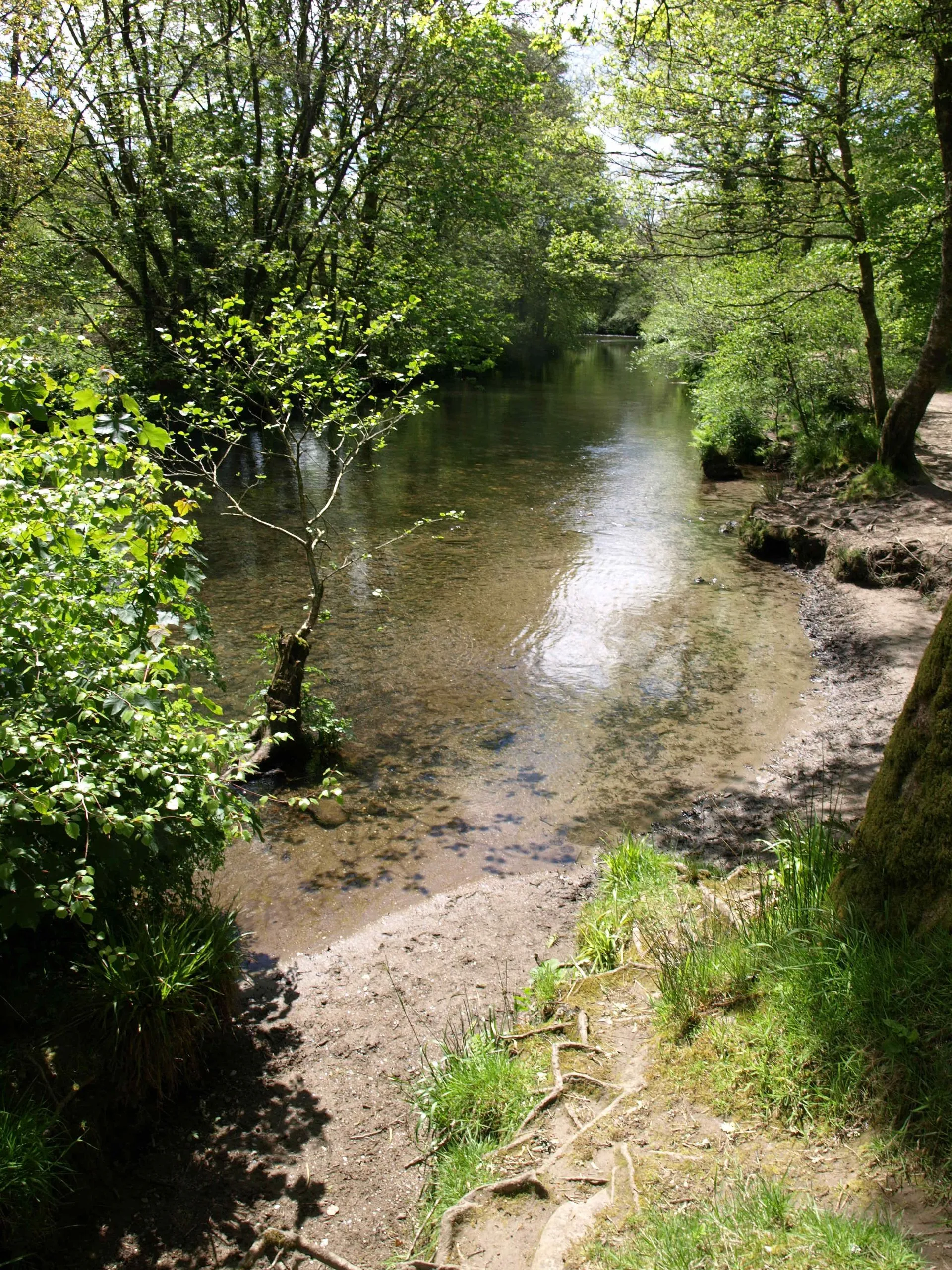 Photo showing: Bank erosion on the Lynher