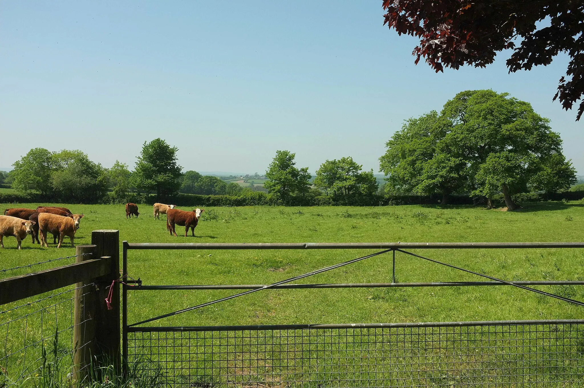 Photo showing: Cattle at Dowland