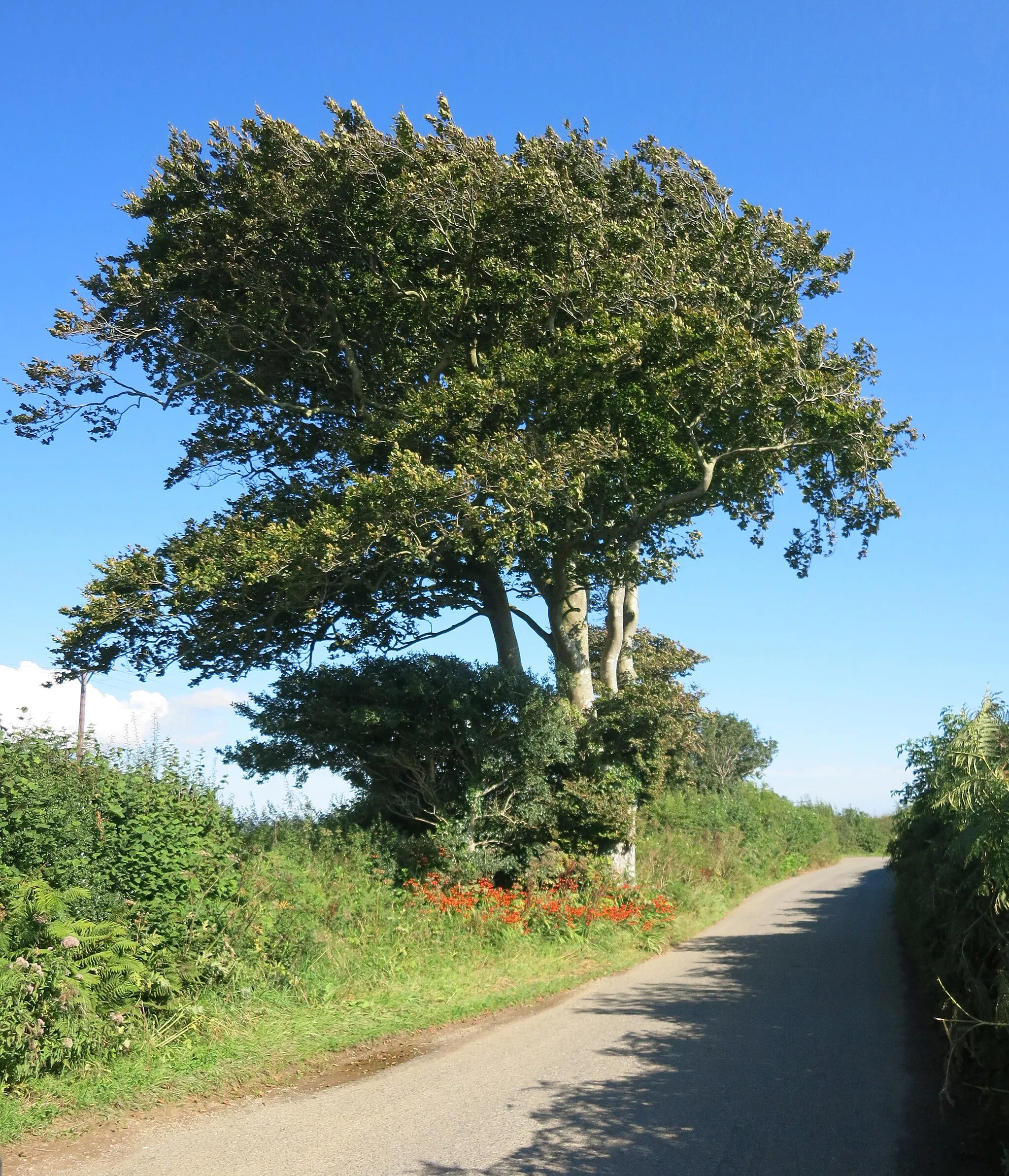 Photo showing: A Lane, A Tree and Some Flowers