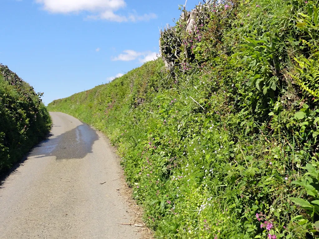Photo showing: A Country Lane in the Springtime