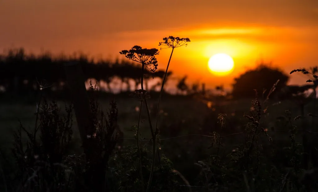 Photo showing: Buckham Farm:  Sunset across fields