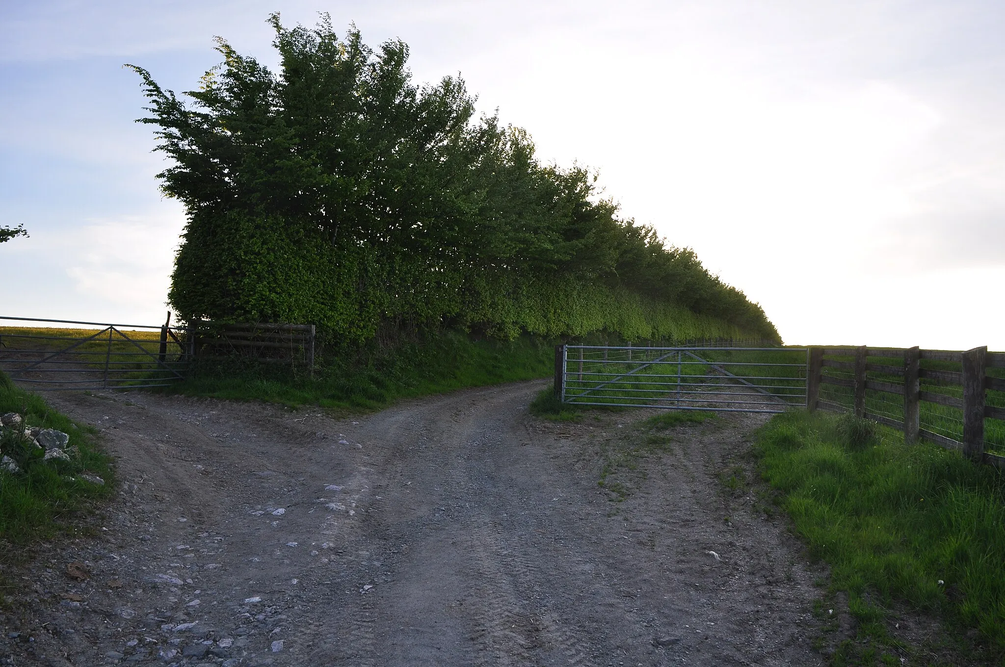Photo showing: West Somerset : Farm Track