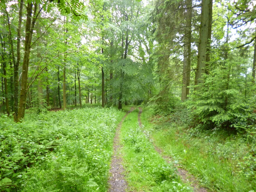 Photo showing: Blackslough Wood, forestry road