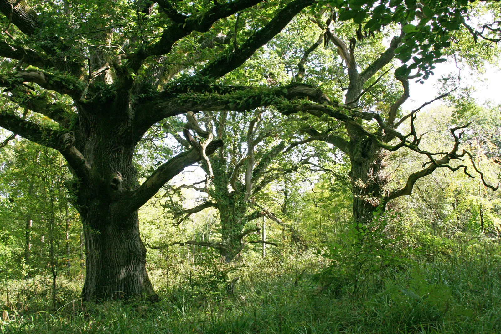 Photo showing: Ancient Oaks in Piddle Wood