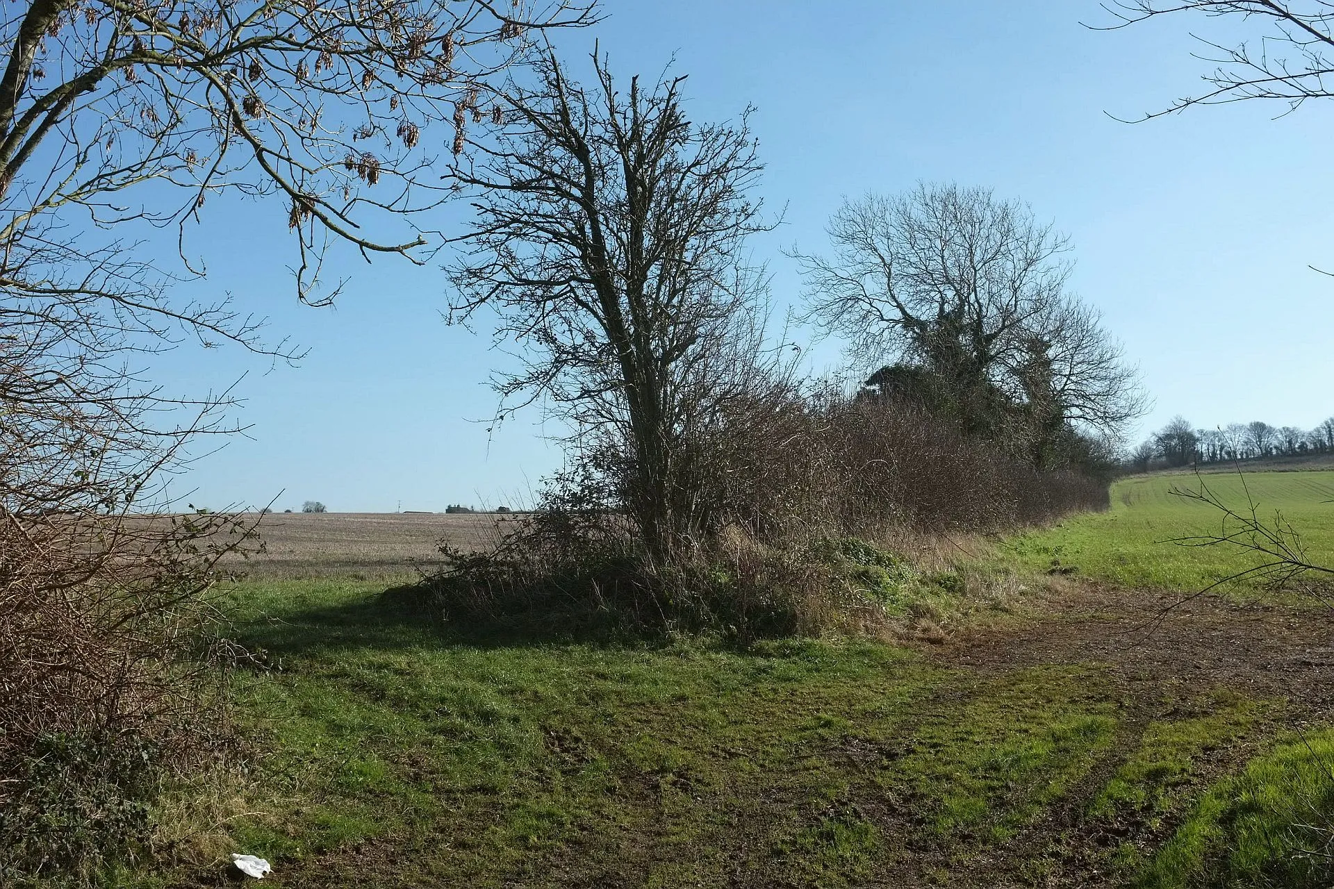Photo showing: Field boundary near Inglesbatch