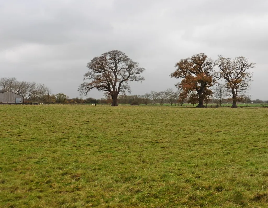 Photo showing: 3 oak trees at Three Oaks Farm