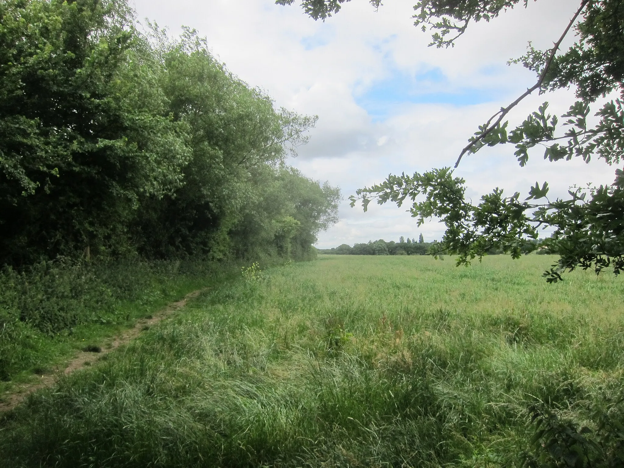 Photo showing: Cereal crop off Harris Barton Lane