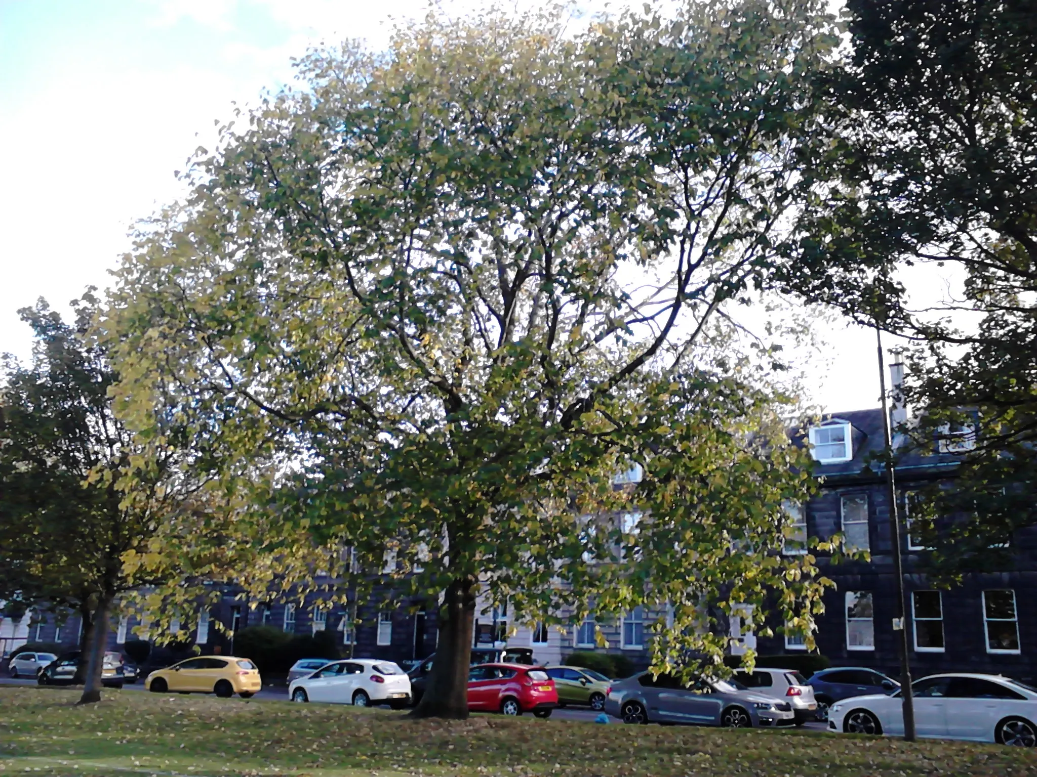 Photo showing: Ulmus. Hermitage Place, Leith Links, Edinburgh