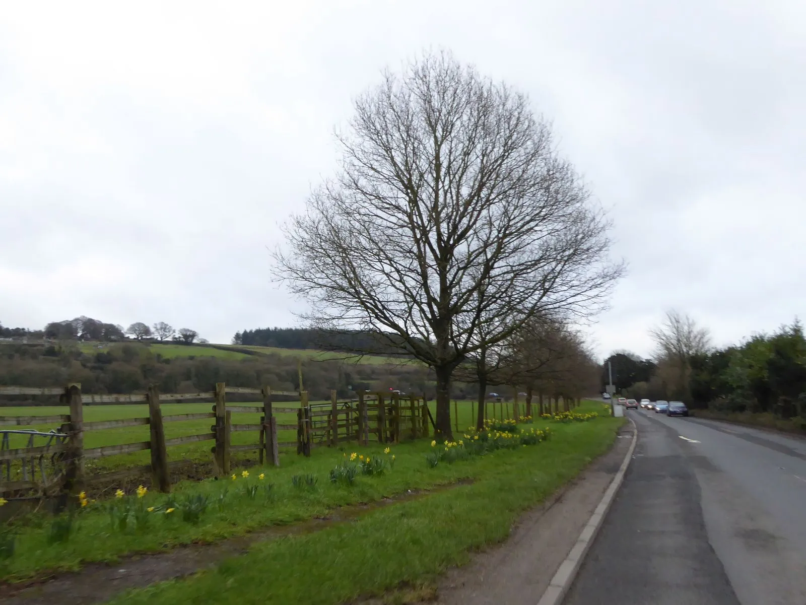 Photo showing: Daffodils by the A357 on south of Durweston