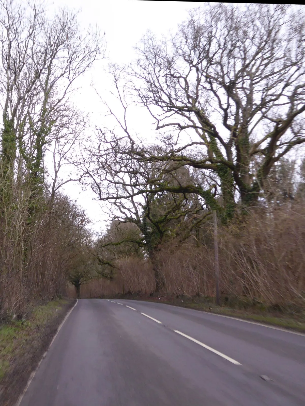 Photo showing: A3030 in Stock Wood, near Lydlinch