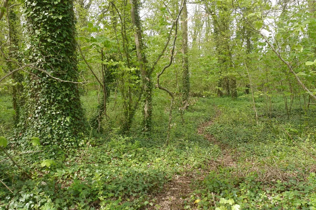 Photo showing: Cedar Walk Plantation