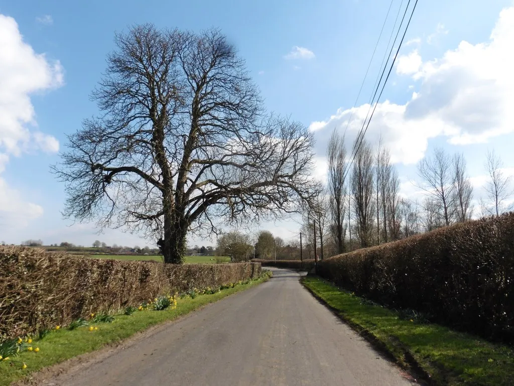 Photo showing: Babcary Lane