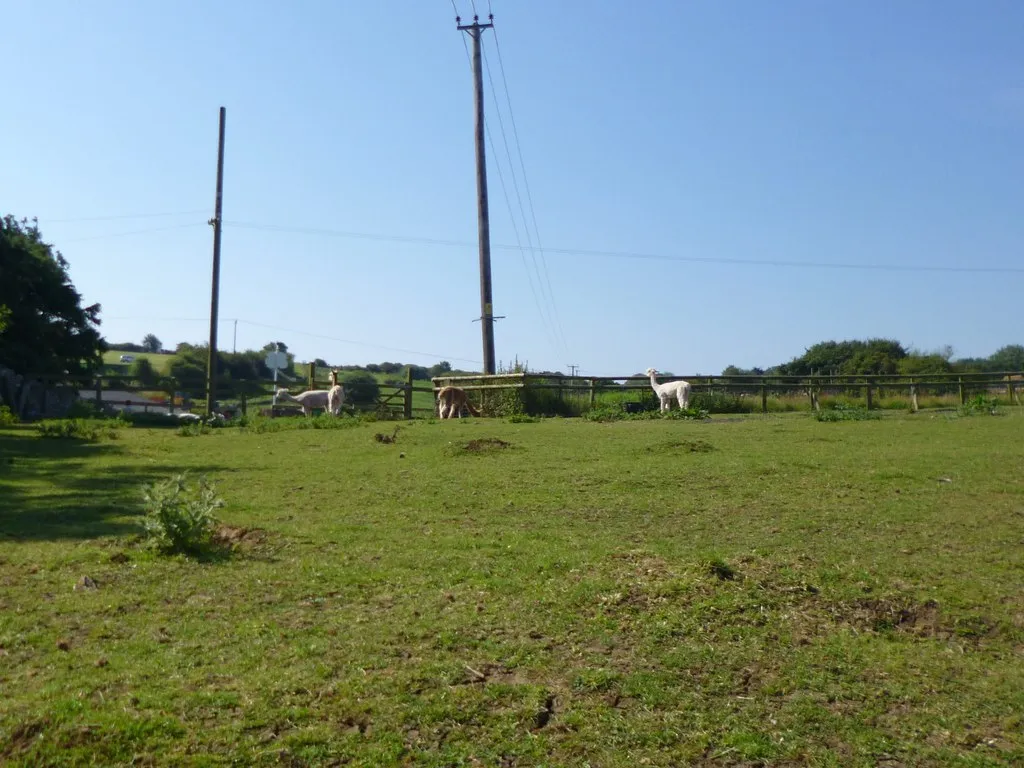 Photo showing: Langton Matravers, alpacas