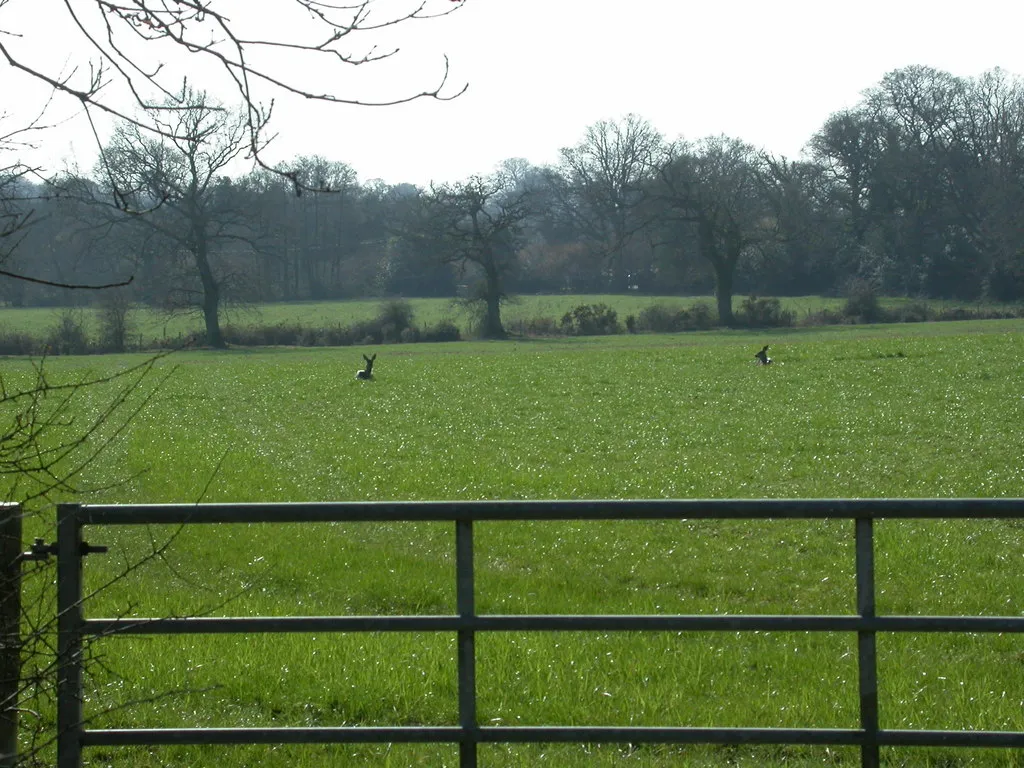 Photo showing: Broom Hill, deer